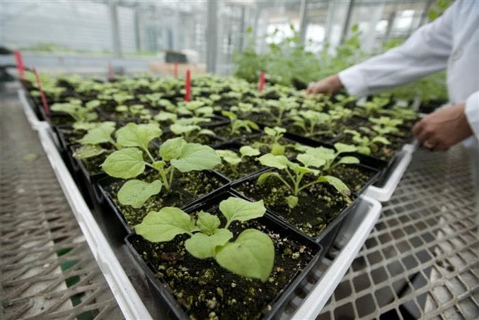 PlantForm Will Challenge Merck's Dominance for Pembrolizumab