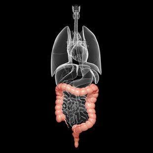 New Research Assesses Factors That May Impact Adalimumab Therapy in IBD